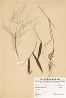 藏品(柳葉箬)的圖片